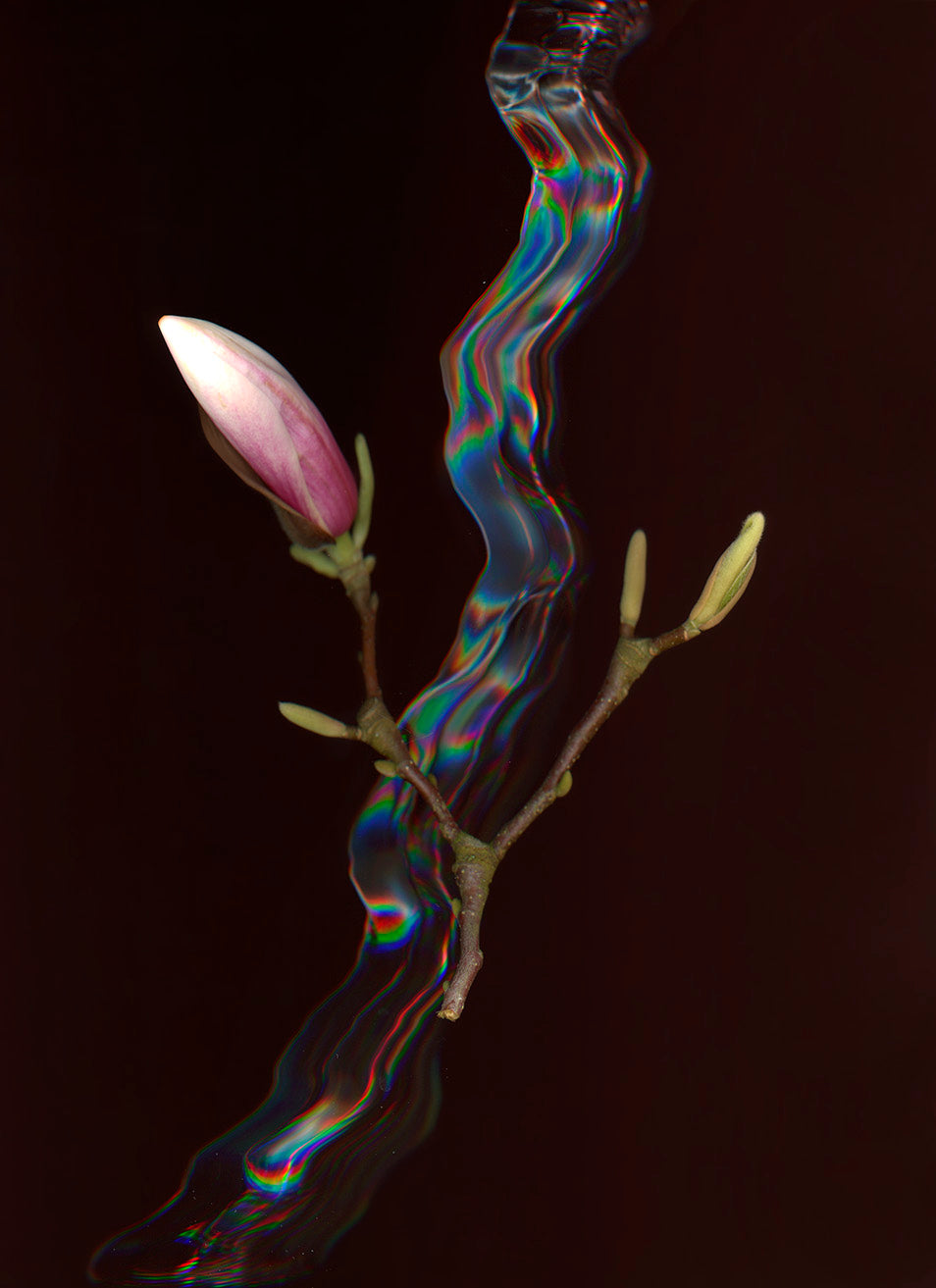 Threshold – Fine Art Print | Limited Edition